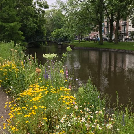 Inheemse wilde plantenborder - Hortus Amsterdam - NL Bloeit!