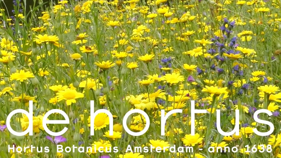 Inheemse wilde planten Hortus Amsterdam juni 2020